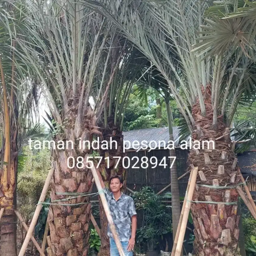 Palem kurma tinggi 4,5 meter daun - pohon kurma azwa