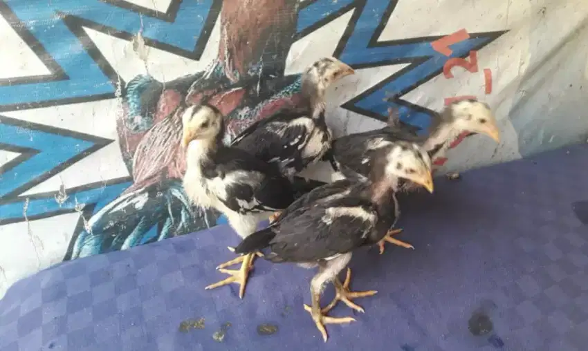 ADUAN JAWARA IMPORT PUKUL MATI JALU KO Anak Ayam Impor PHAKOY Bangkok