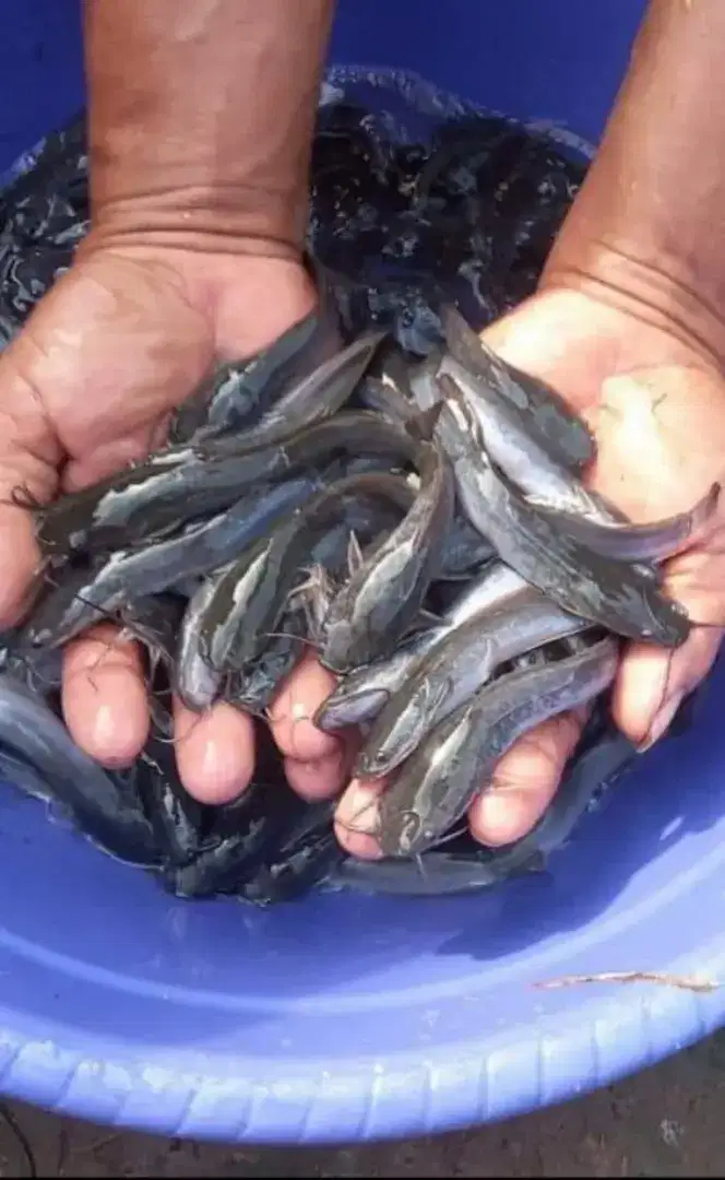 Jual bibit ikan lele