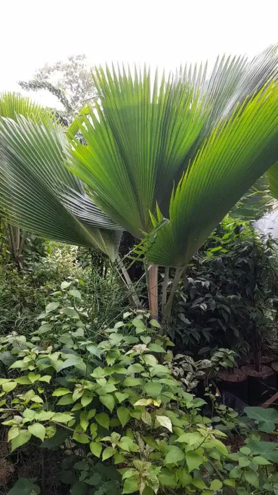 Jual pohon palem dop