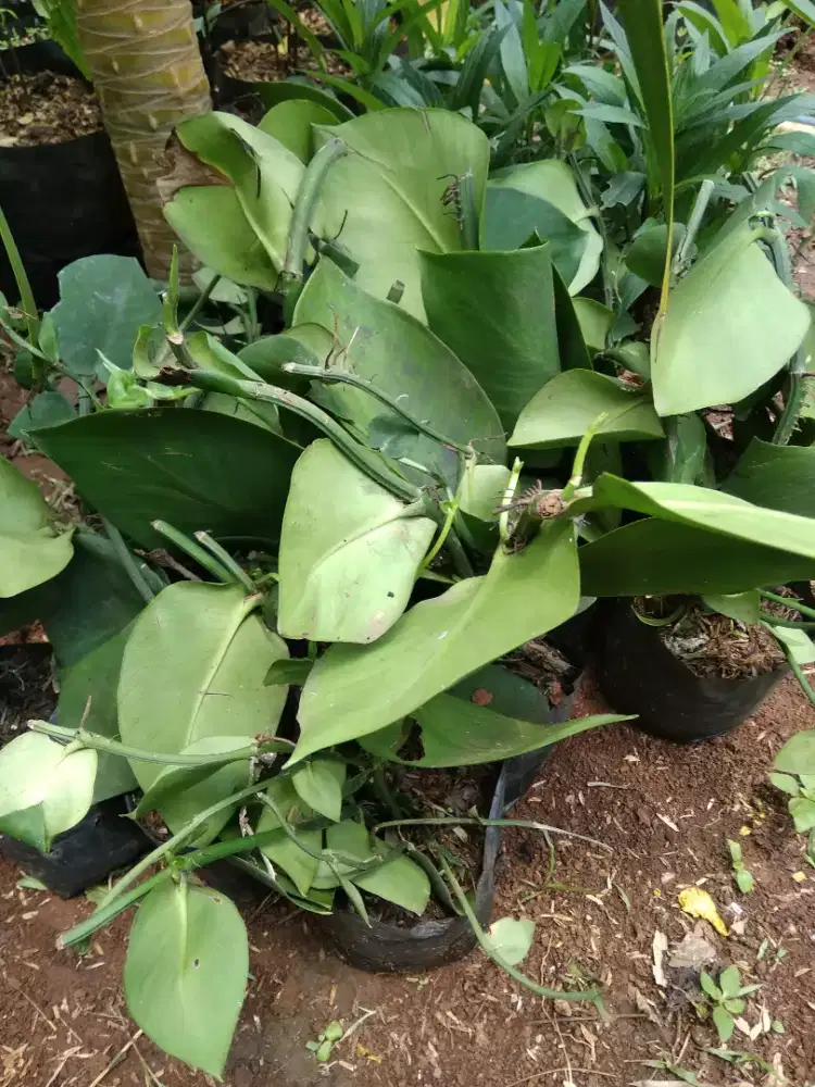 Tanaman merambat dolar besar