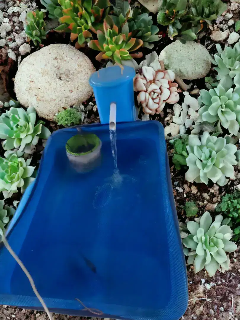 Bak Koi dan Chamber Filter