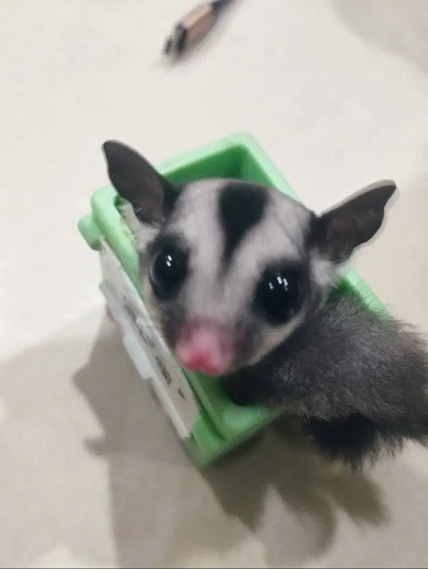 Sugar glider joey super jinak