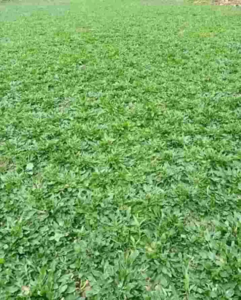 Tukang taman jual rumput gajah mini