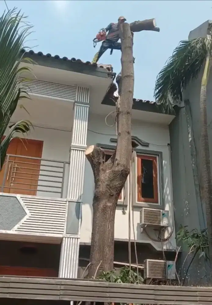 JASA TEBANG POHON & POTONG RUMPUT