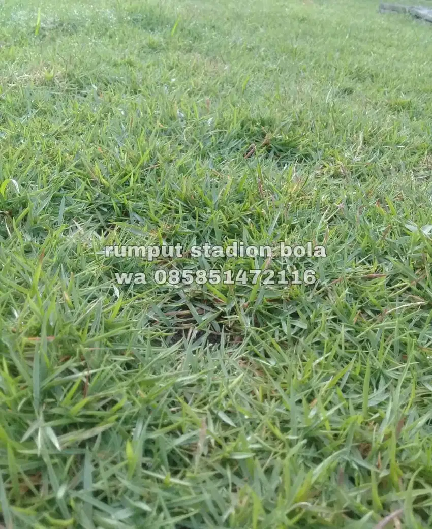 Harga Supplier Rumput Stadion Lapangan Zoysia Matrella Yogyakarta