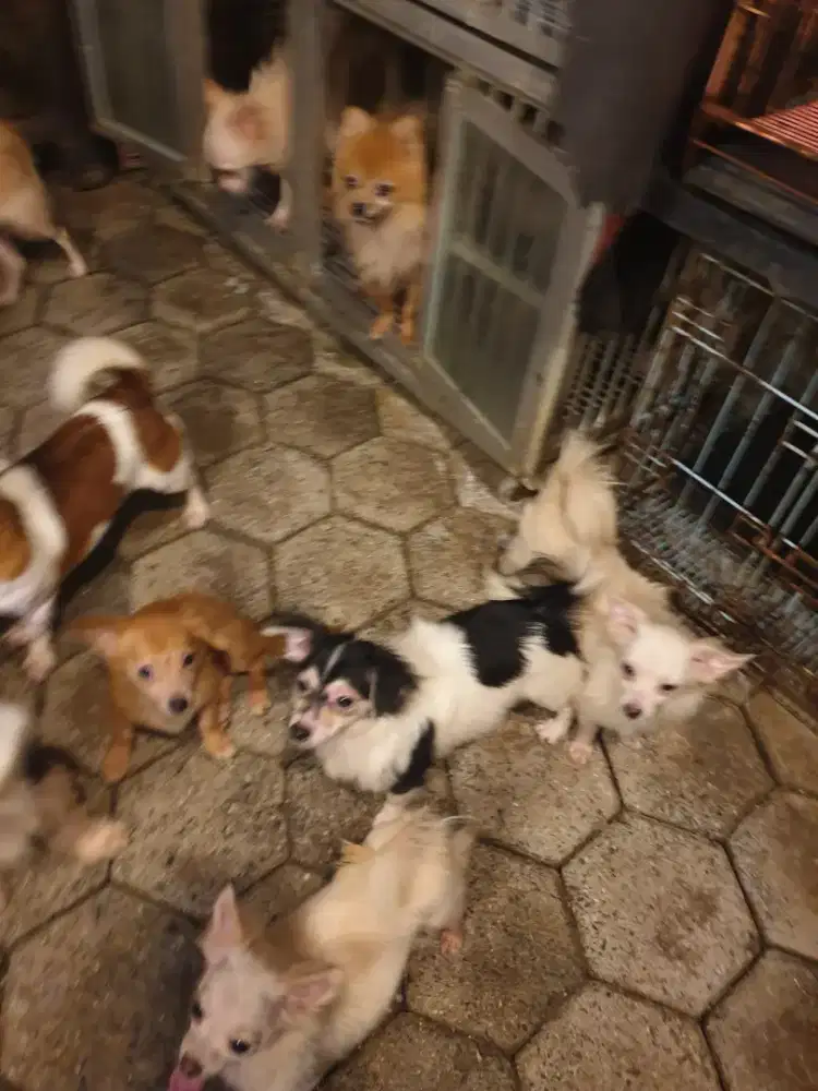 Beli2 dapet3 dog Ras kecil imut mini