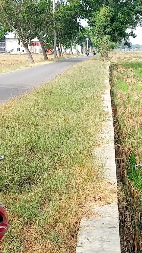 Jual Tanah sawah pinggir jalan luas ± 6000 m2, lebar muka 29.5m