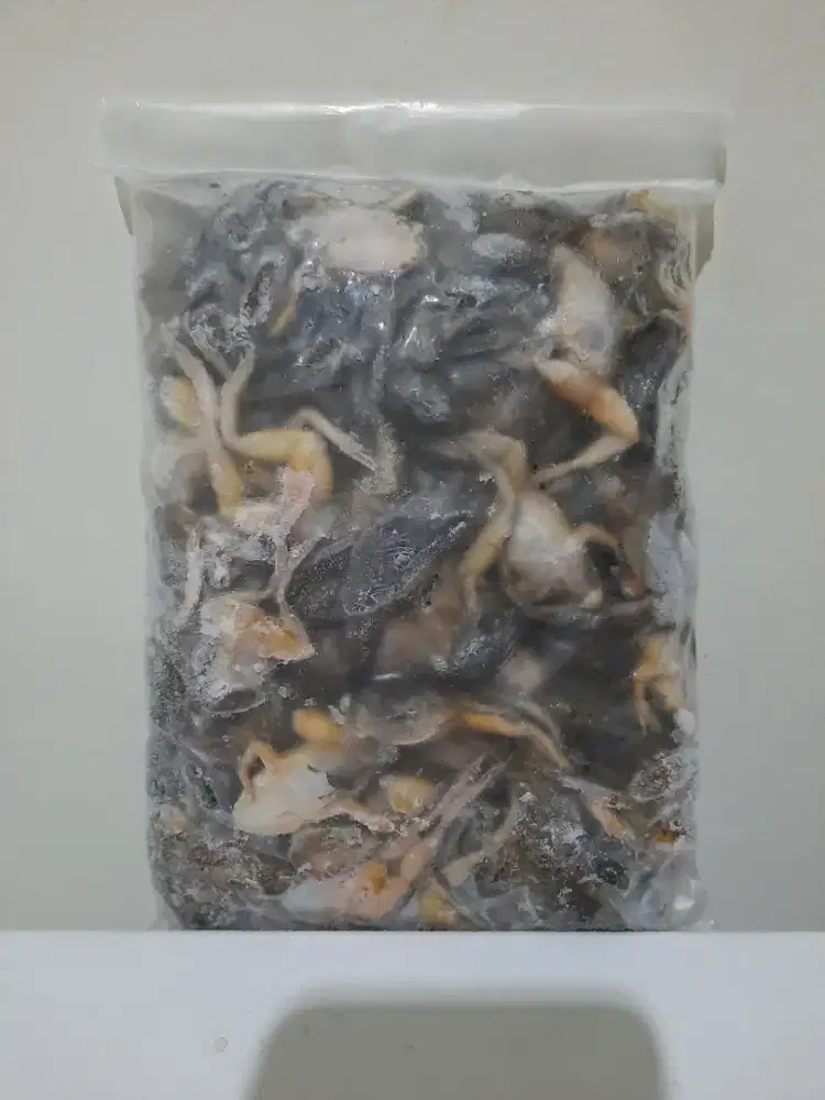 Kodok beku pakan ikan arwarna ikan hias hewan predator umpan pancing