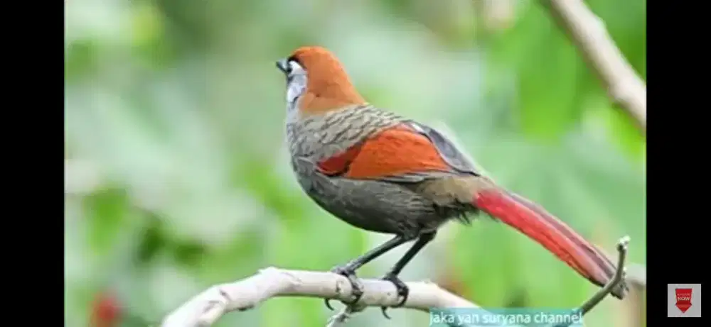 Poksay merah vietnam import istimewa