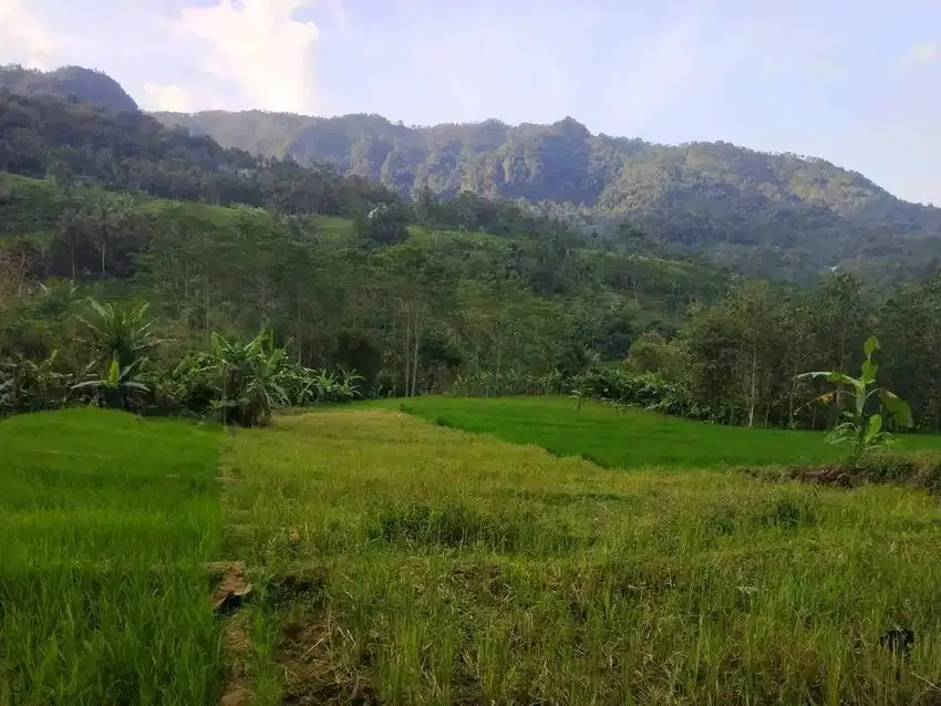 Sawah terasiring view perbukitan Menoreh