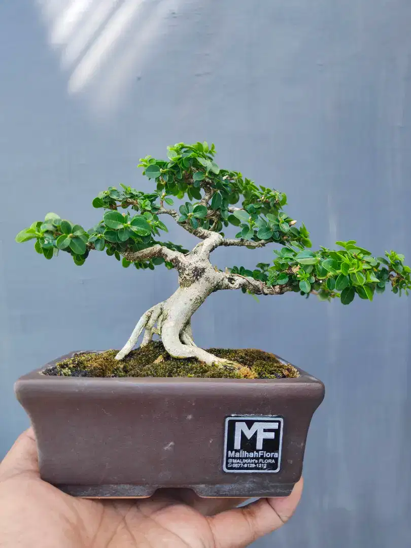 Bonsai Sancang Oke Banget