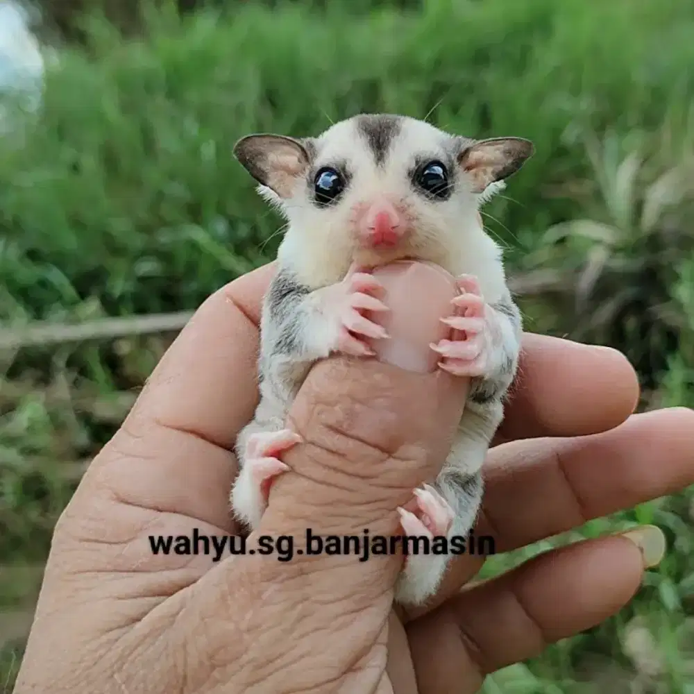 Sugar glider wf mosaik jantan