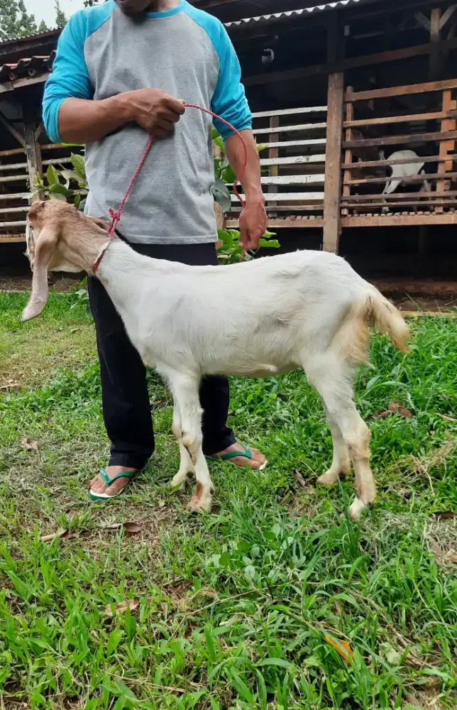 Kambing Etawa, Kambing PE, Kambing Besar