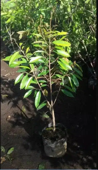 Grosir bibit durian montong dan yang lainnya