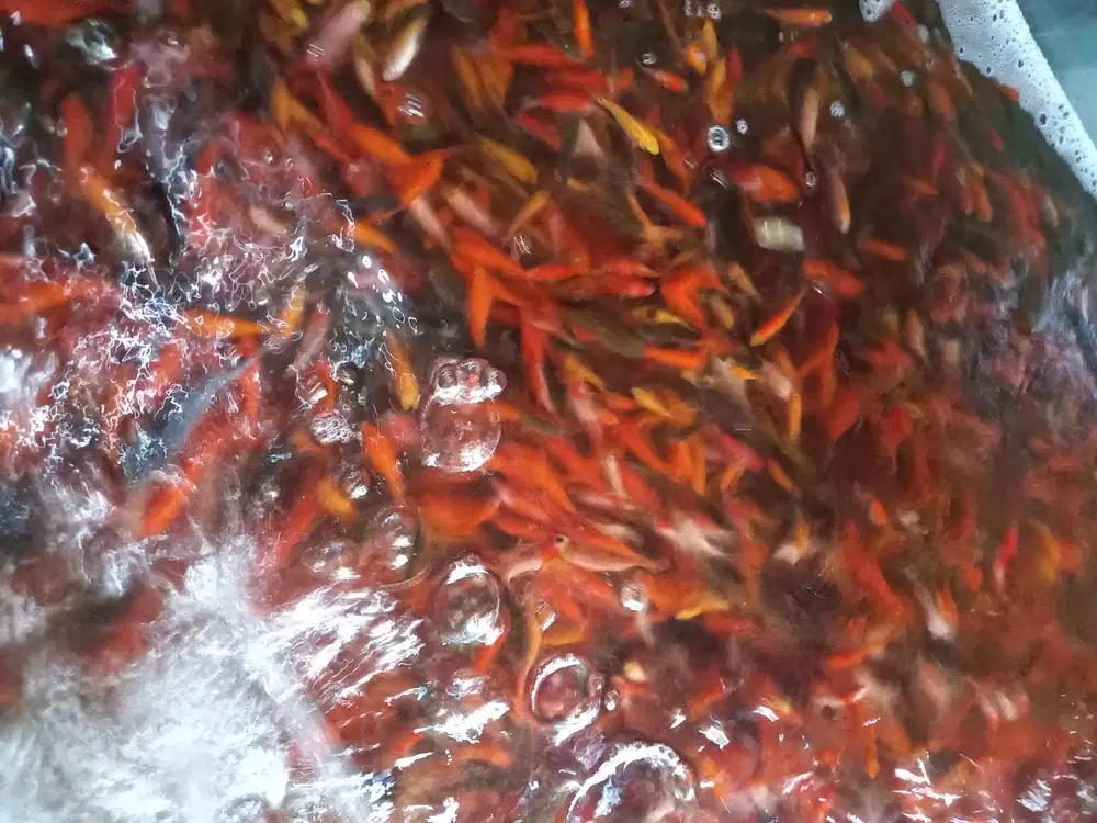 Ikan mas ar ar atau ikan blaster atau ikan mas merah ukuran 3 cm an