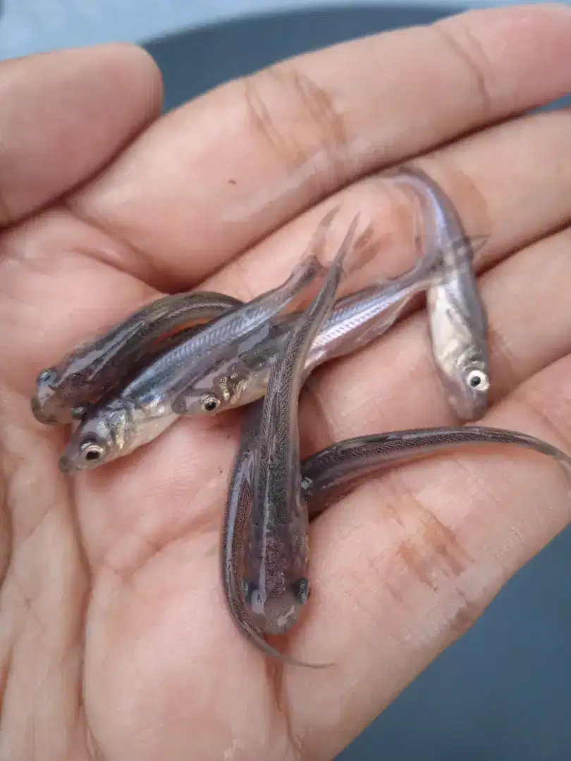 Bibit ikan patin