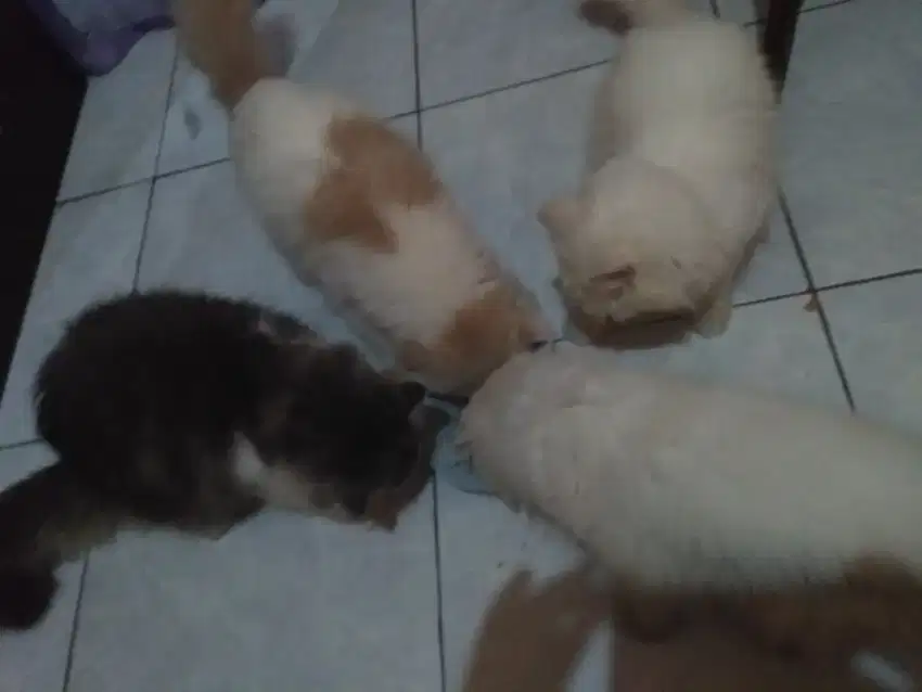 Penitipan kucing