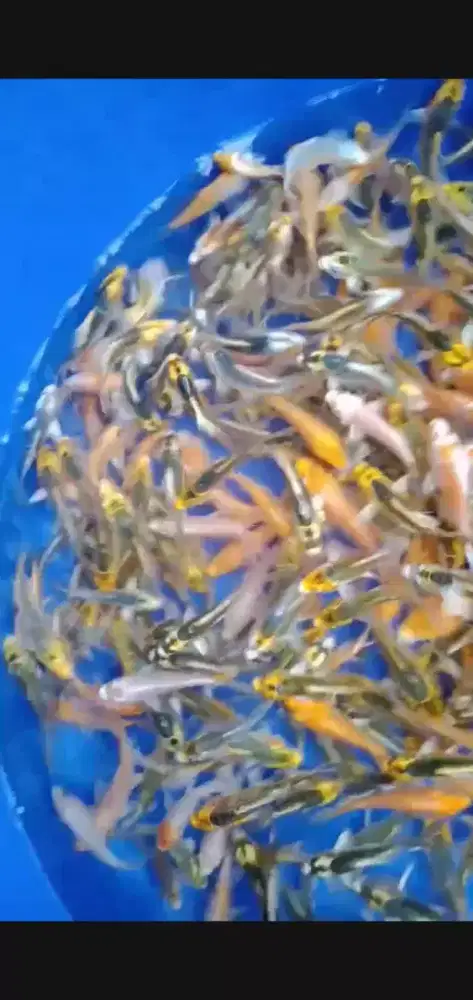 Bibit ikan koi kumpay