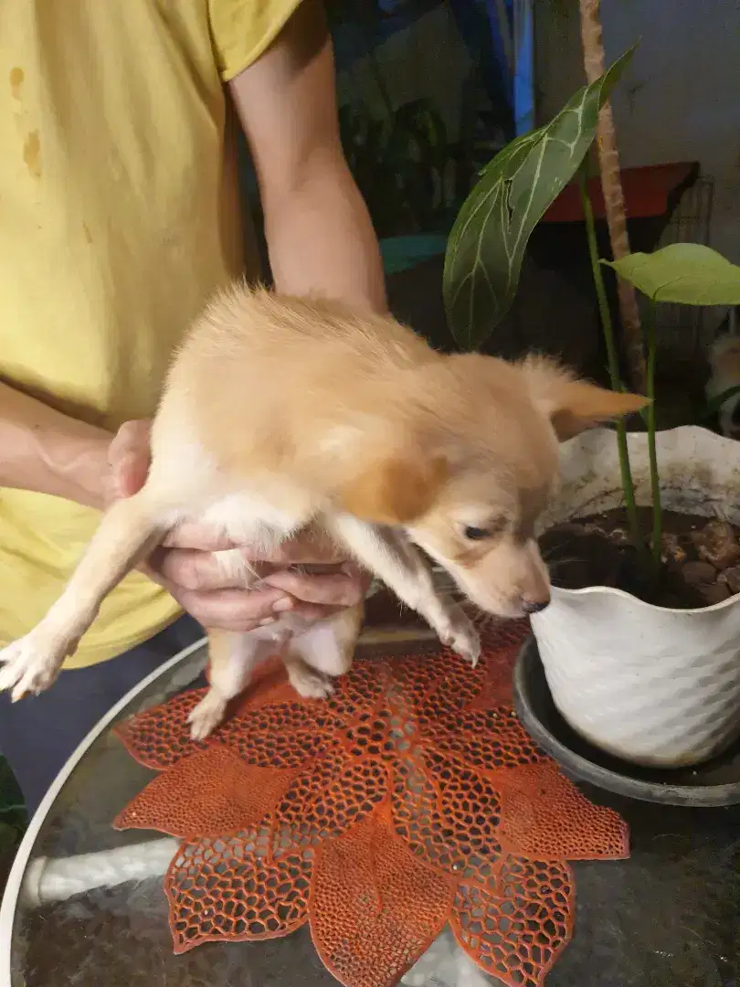 Chihuahua 3 bulan siap adopt