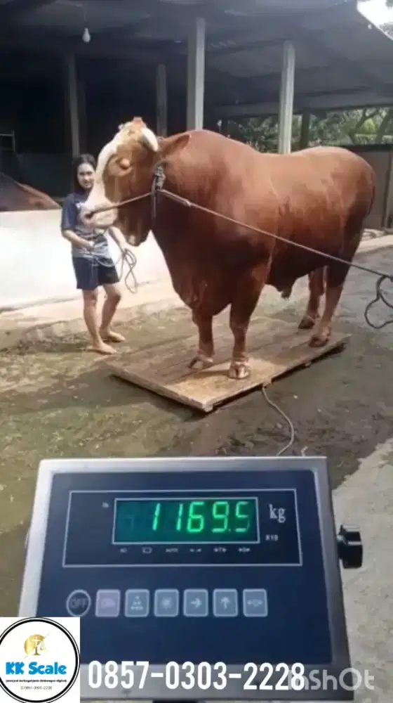 Timbangan sapi 2 ton