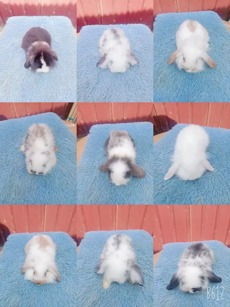 Kelinci hias Fuzzylop