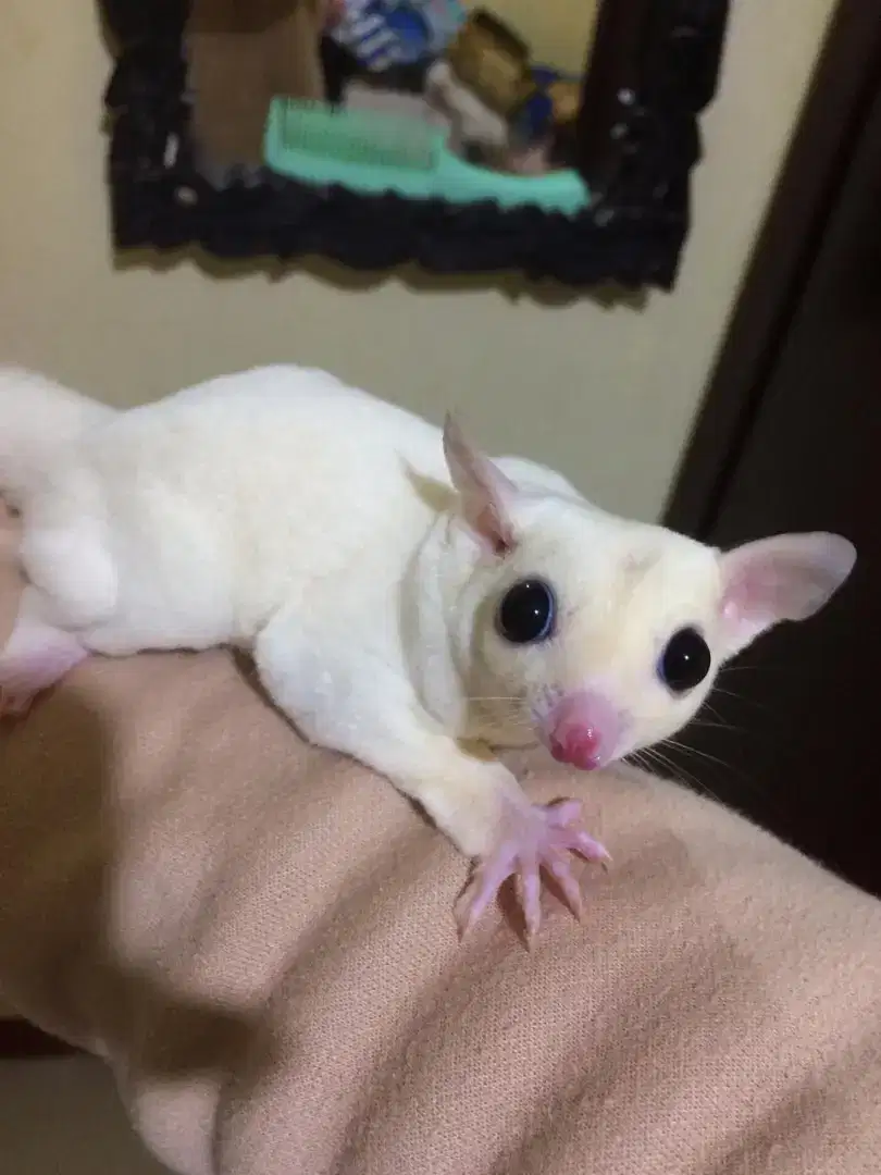 Jual Sugar Glider Leucistik Bogor