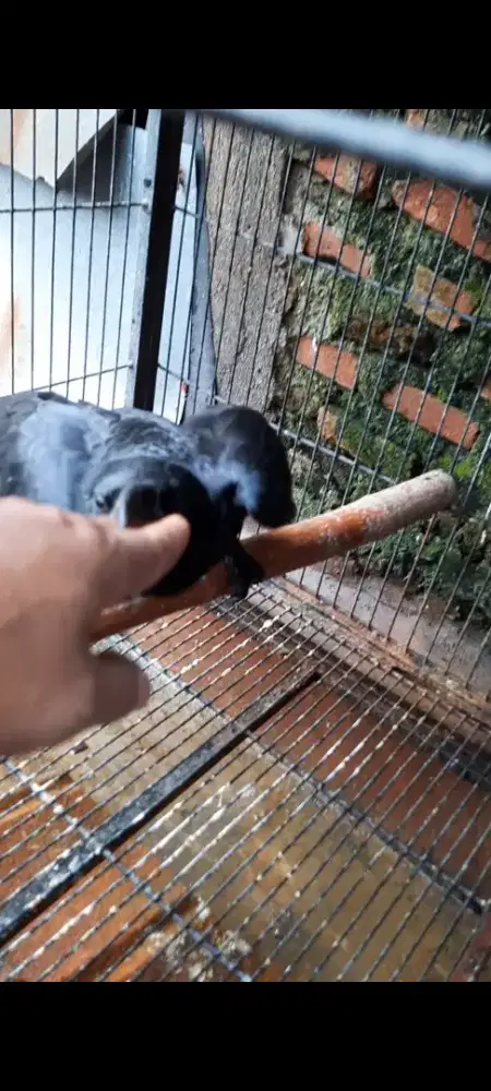 Di jual burung gaok body besar