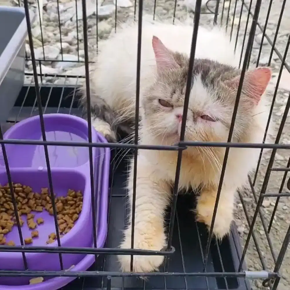 Kucing peaknose exo jasa pacak