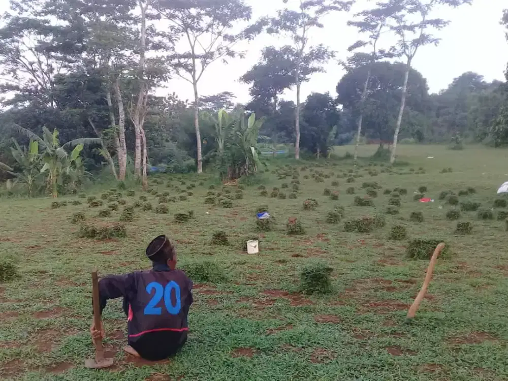 rumput gajah besar gajah biasa