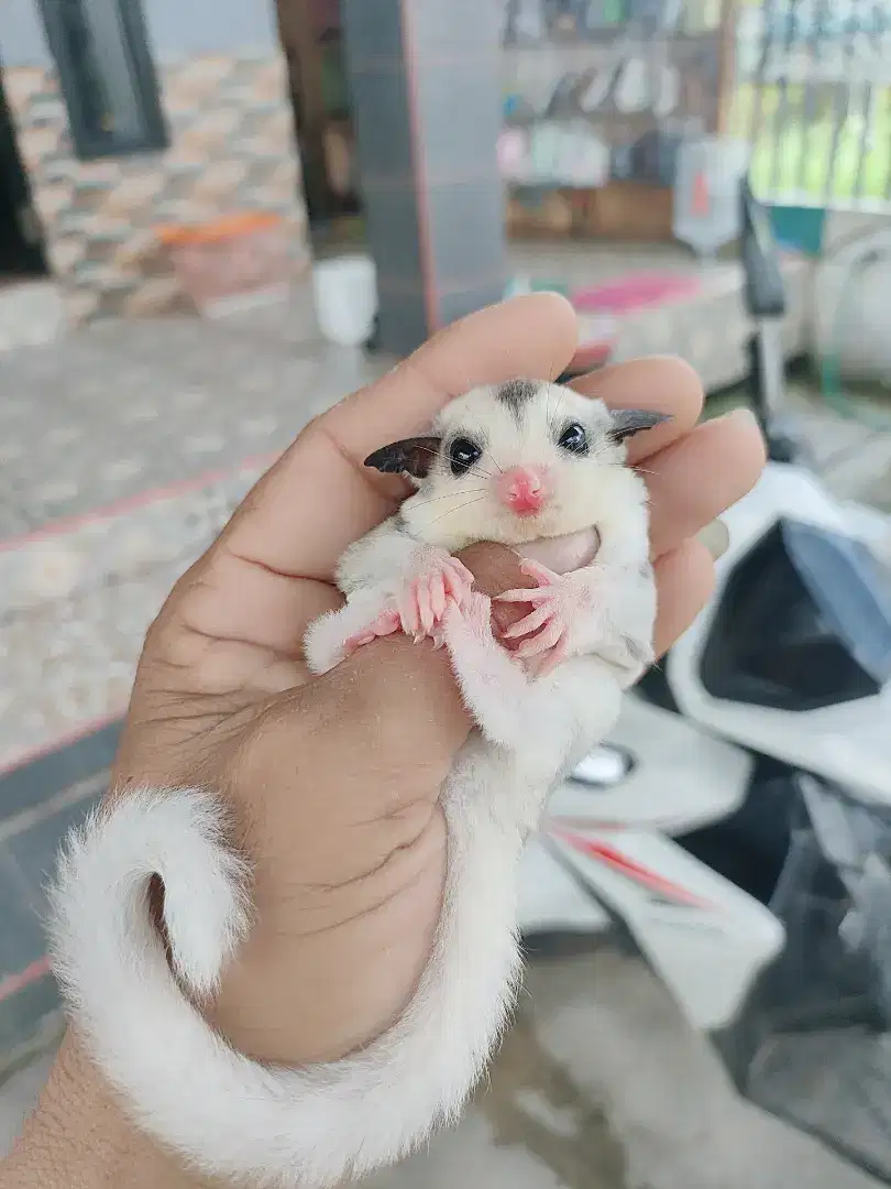 Sugar glider Mosaik jantan betina