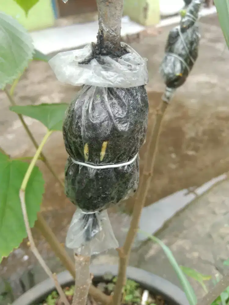 Pohon  long murbei cangkokan