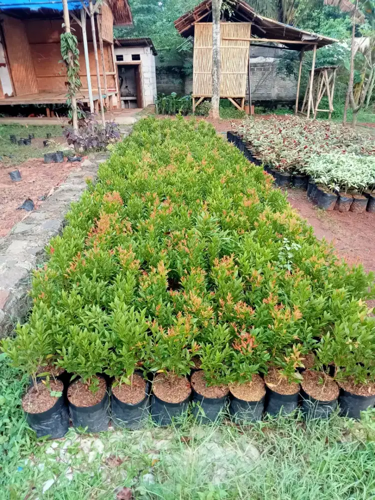 Jual pohon pucuk merah