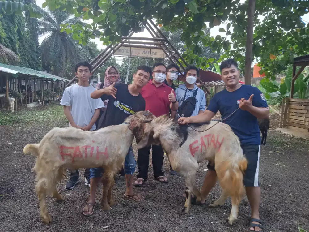 Kambing qurban dan Aqiqah terbaik 2025