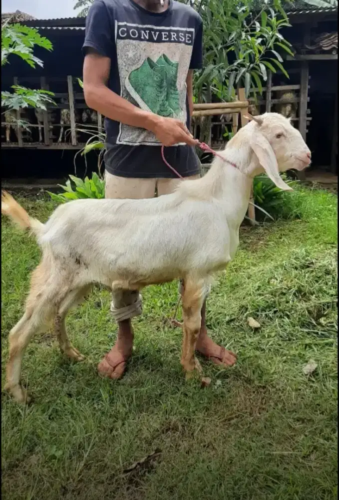 Kambing & Domba Aqiqah dan Qurban Gratis Ongkir