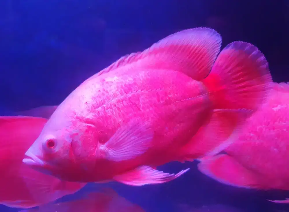 Terlaris Ikan Hias Oscar Paris Albino 5-6Jarian 20-23cm Stock Terbatas