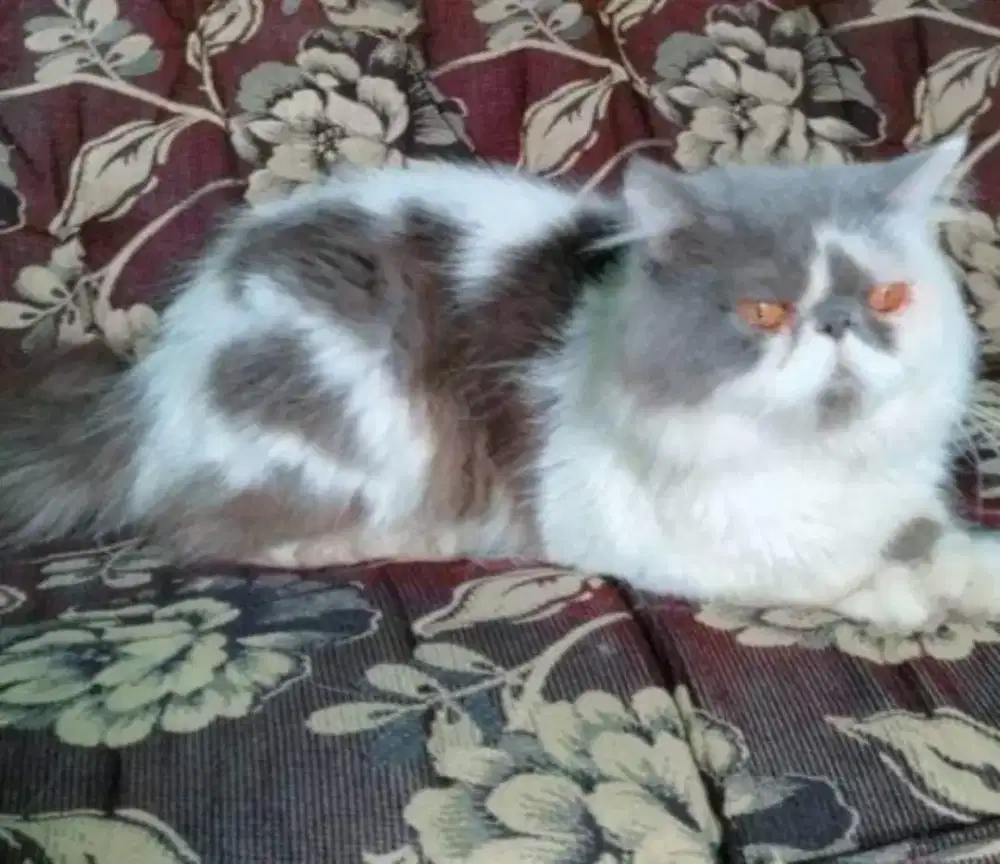 Pacak kawin kucing peaknose