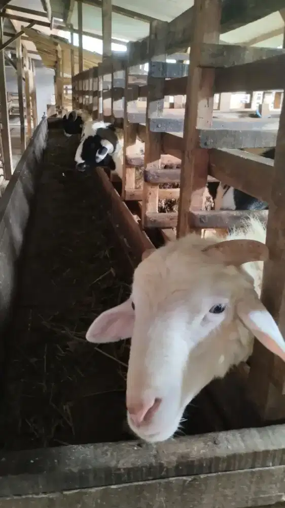 Menjual kambing/Domba   free ongkir