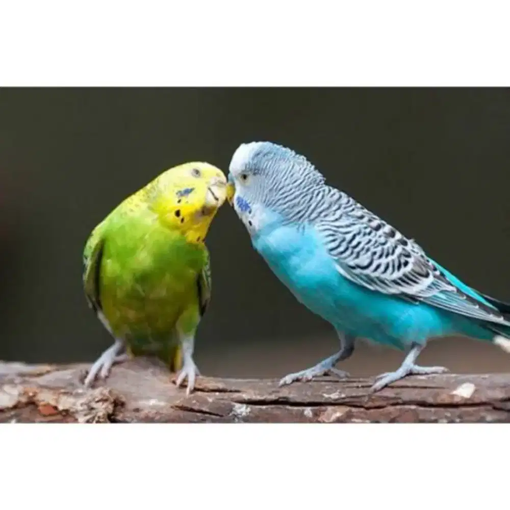 Free Ongkir Burung Parkit Sepasang