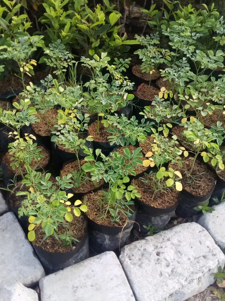 Grosir aneka tanaman herbal banyak manfaatnya