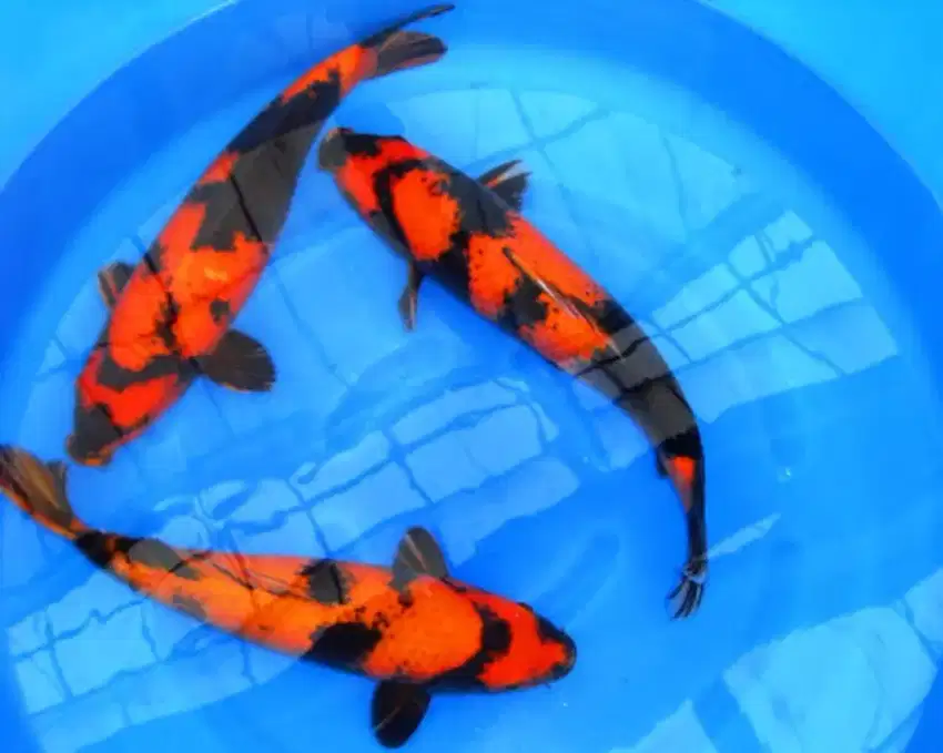 Ikan koi hi utsuri