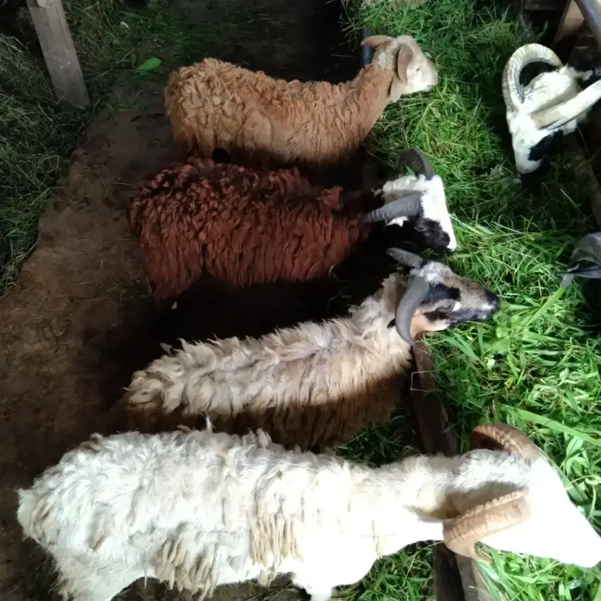 KAMBING AQIQAH TYPE A JANTAN