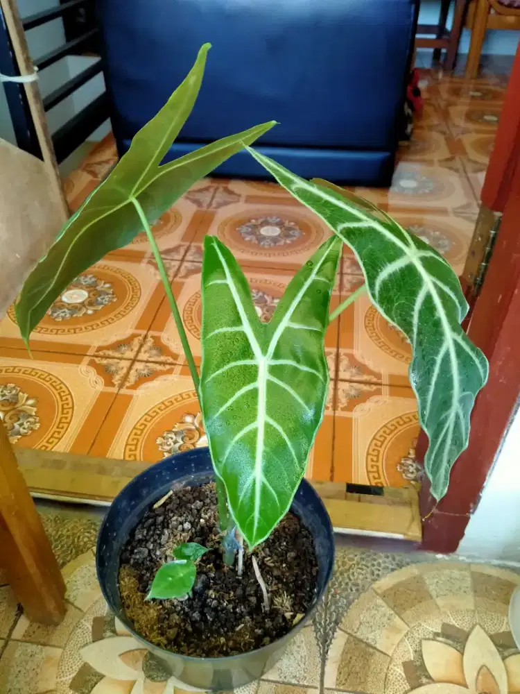 Tanaman Hias Keladi Amazon (Alocazia Amazonica)