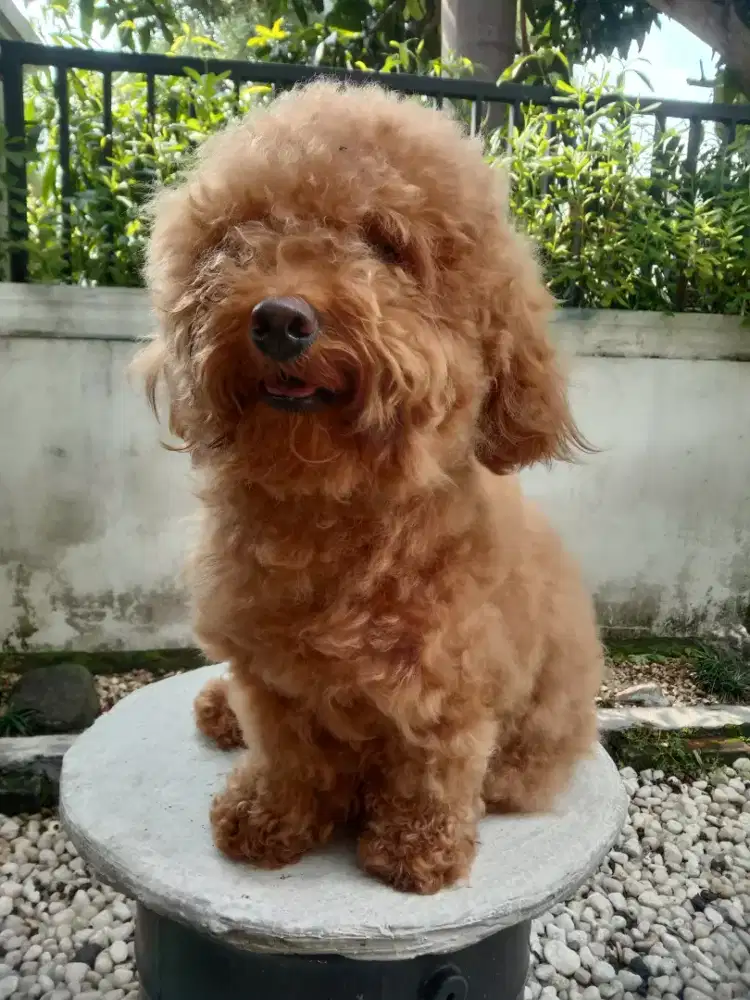 Jual anjing hot sale red toy poodle