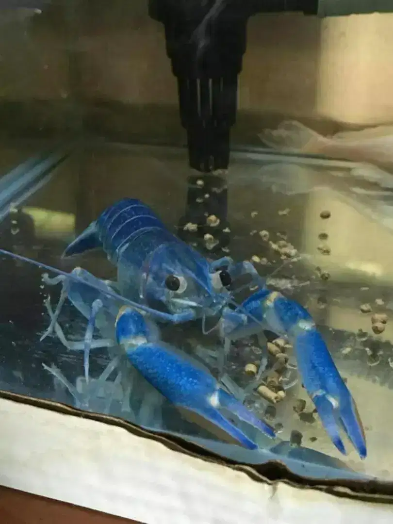 Indukan Lobster Konsumsi/warna biru