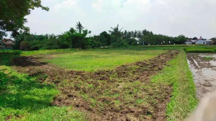 Dijual Tanah sawah 2050 meter