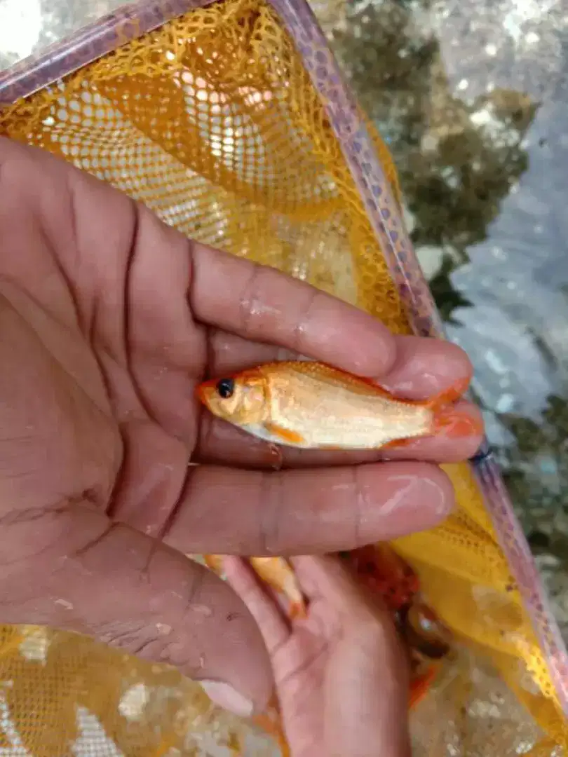 Bibit ikan  mas