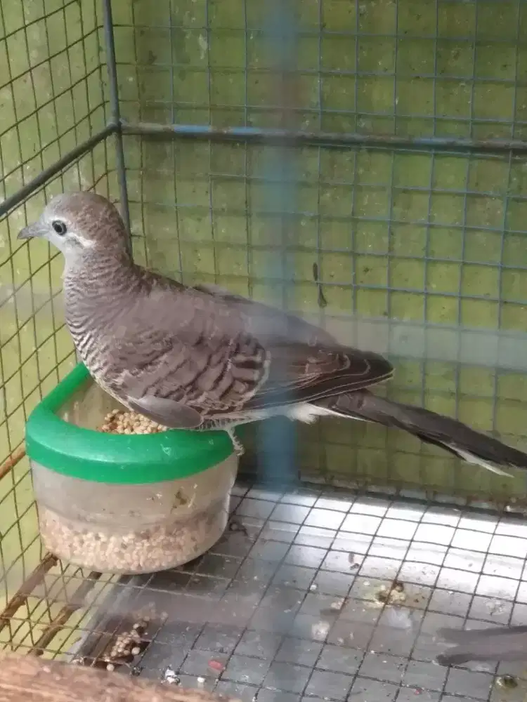 burung perkutut lokal