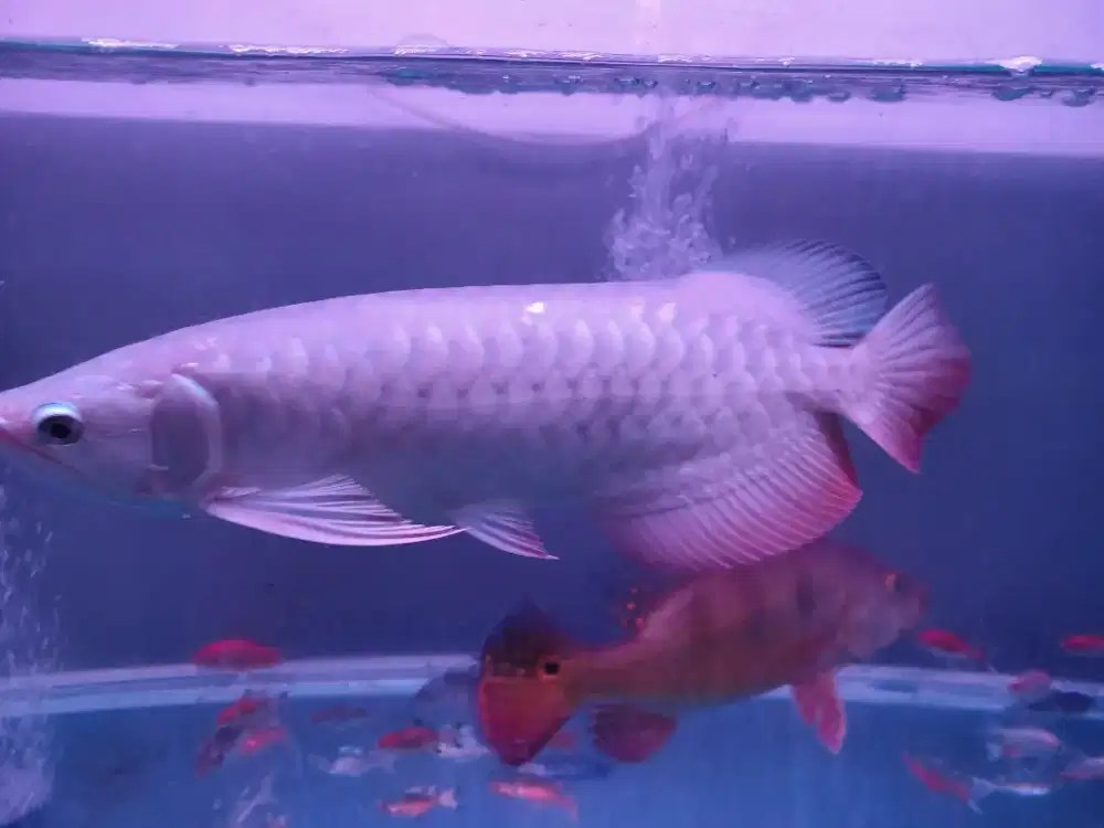 Ikan Arwana Golden Red sertifikat 45 cm