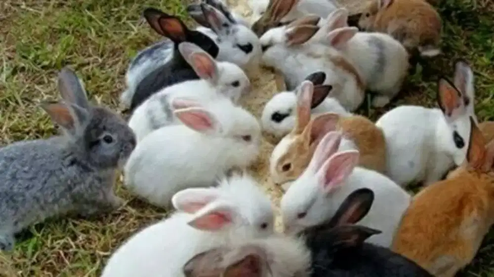 Kelinci lokal dan ras lucu